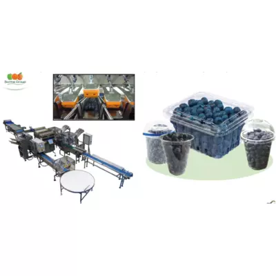 Лінія пакування лохини, ягід, томатів чері